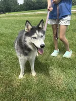 Aspen, a female Siberian Husky for sale in Effingham, IL – 2 of 3