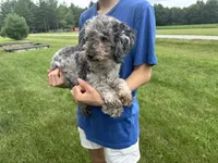 Charlie, a male Poodle - Miniature  for sale in Effingham, IL – 2 of 3