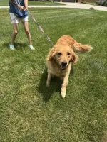 Ginger, a female Golden Retriever for sale in Effingham, IL – 3 of 3