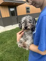 Charlie, a male Poodle - Miniature  for sale in Effingham, IL – 3 of 3