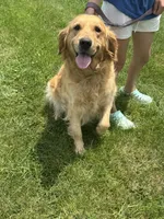 Ginger, a female Golden Retriever for sale in Effingham, IL – 2 of 3