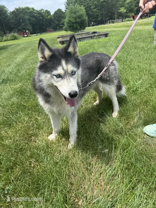 Aspen – Siberian Husky puppy for sale in Effingham, IL