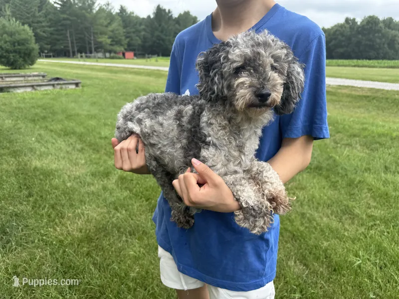 Charlie – Poodle - Miniature  puppy for sale in Effingham, IL