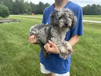 Charlie, a male Poodle - Miniature  for sale in Effingham, IL – 1 of 3