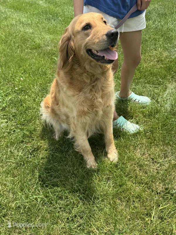 Ginger – Golden Retriever puppy for sale in Effingham, IL