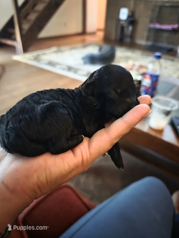 Sadie – Shihpoo puppy for sale in Bushkill, PA