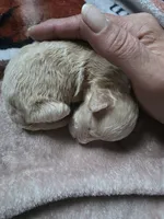 Chip, a male Shihpoo for sale in Bushkill, PA – 4 of 5