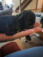 Sadie, a female Shihpoo for sale in Bushkill, PA – 2 of 5