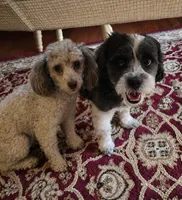 Sadie, a female Shihpoo for sale in Bushkill, PA – 5 of 5