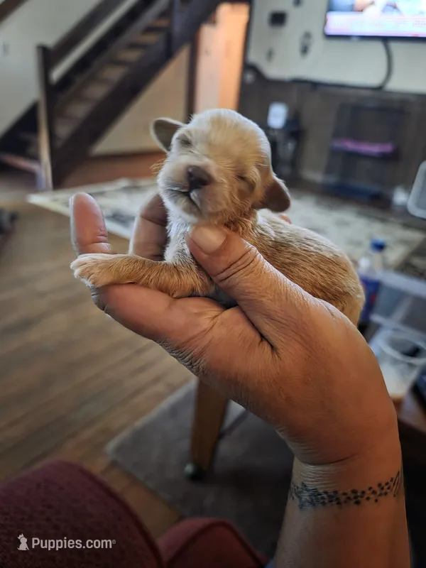 Toby – Shihpoo puppy for sale in Bushkill, PA