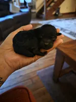 Belle, a female Shihpoo for sale in Bushkill, PA – 3 of 5