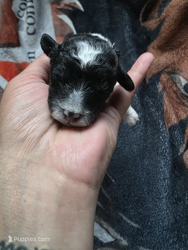 Max – Shihpoo puppy for sale in Bushkill, PA