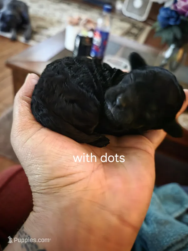 Belle – Shihpoo puppy for sale in Bushkill, PA