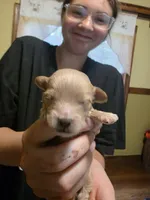 Toby, a male Shihpoo for sale in Bushkill, PA – 2 of 5