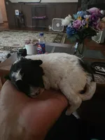 Max, a male Shihpoo for sale in Bushkill, PA – 4 of 5