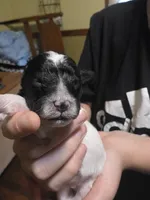 Max, a male Shihpoo for sale in Bushkill, PA – 2 of 5