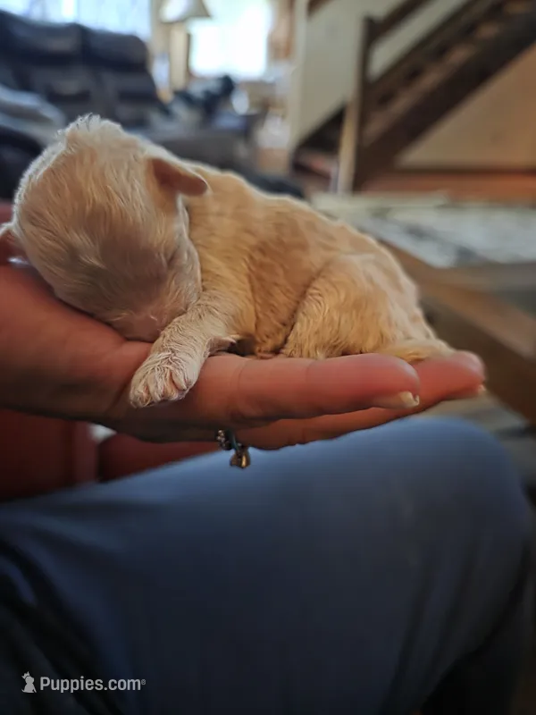 Chip – Shihpoo puppy for sale in Bushkill, PA