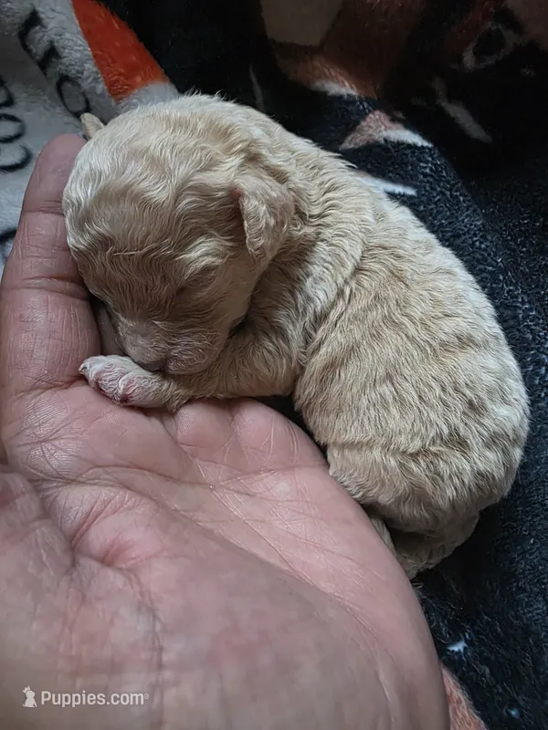 Bailey – Shihpoo puppy for sale in Bushkill, PA