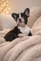 Hendrix , a male French Bulldog for sale in Bronx, NY – Photo 2 of 3