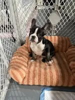 Hendrix , a male French Bulldog for sale in Bronx, NY – Photo 3 of 3