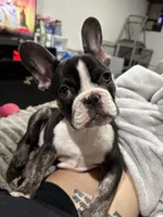 Hendrix , a male French Bulldog for sale in Bronx, NY – Photo 1 of 3