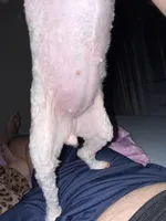 We are expecting 4 teacup poodle puppies! , a  Poodle - Toy  for sale in Ocala, FL – Photo 3 of 3