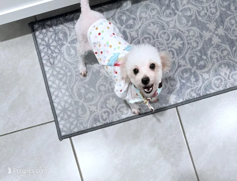 We are expecting 4 teacup poodle puppies!  – Poodle - Toy  puppy for sale in Ocala, FL