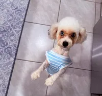 We are expecting 4 teacup poodle puppies! , a  Poodle - Toy  for sale in Ocala, FL – Photo 2 of 3