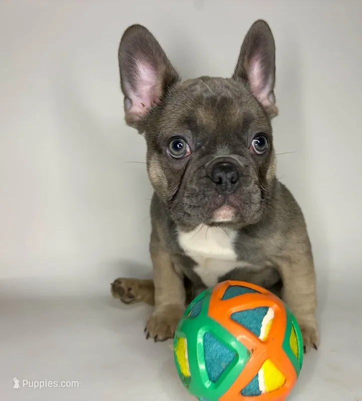 Lucky  – French Bulldog puppy for sale in Hampton, VA