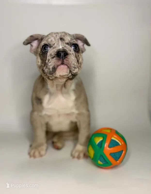 Coco – French Bulldog puppy for sale in Hampton, VA