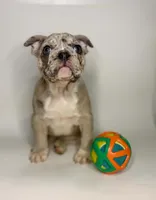 Coco, a female French Bulldog for sale in Hampton, VA – 1 of 8