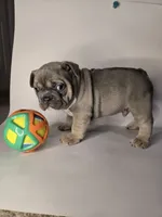 Deebo, a male French Bulldog for sale in Hampton, VA – 4 of 7