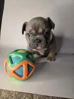 Deebo, a male French Bulldog for sale in Hampton, VA – 5 of 7