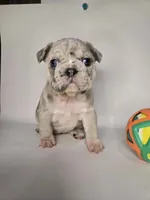 Coco, a female French Bulldog for sale in Hampton, VA – 4 of 8
