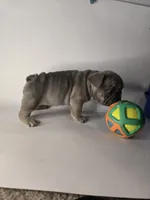 Lucky , a female French Bulldog for sale in Hampton, VA – 5 of 7