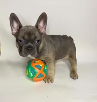 Lucky , a female French Bulldog for sale in Hampton, VA – 2 of 7