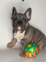 Deebo, a male French Bulldog for sale in Hampton, VA – 2 of 7