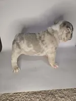 Coco, a female French Bulldog for sale in Hampton, VA – 7 of 8