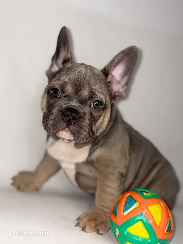 Deebo – French Bulldog puppy for sale in Hampton, VA
