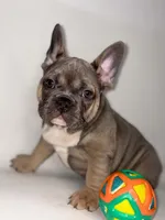 Deebo, a male French Bulldog for sale in Hampton, VA – 1 of 7