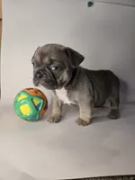 Lucky , a female French Bulldog for sale in Hampton, VA – 4 of 7