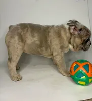 Coco, a female French Bulldog for sale in Hampton, VA – 3 of 8