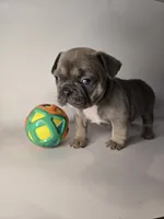 Lucky , a female French Bulldog for sale in Hampton, VA – 3 of 7
