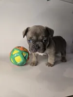 Lucky , a female French Bulldog for sale in Hampton, VA – 6 of 7