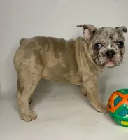 Coco, a female French Bulldog for sale in Hampton, VA – 2 of 8