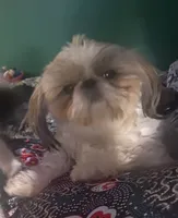 Sophie, a female Shih Tzu for sale in Lexington, NC – 5 of 8