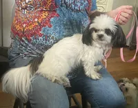 Jewel- Imperial, a female Shih Tzu for sale in Lexington, NC – Photo 3 of 10