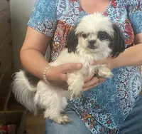 Jewel- Imperial, a female Shih Tzu for sale in Lexington, NC – Photo 4 of 10