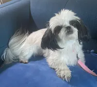 Jewel- Imperial, a female Shih Tzu for sale in Lexington, NC – Photo 9 of 10