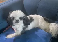 Jewel- Imperial, a female Shih Tzu for sale in Lexington, NC – Photo 10 of 10